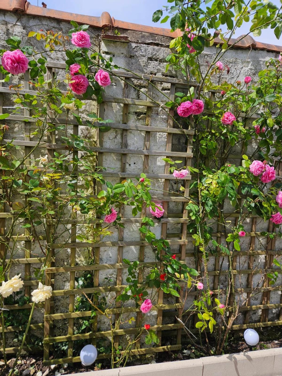 Studio Avec Jardin Rosendael Proche Plage Dunkirk Exteriér fotografie